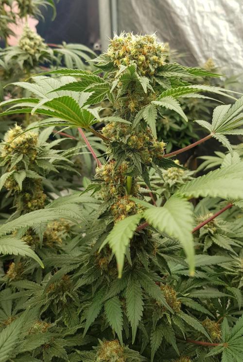 Home Of The Amnesia. Week 11