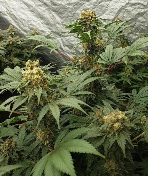 Home Of The Amnesia. Week 11