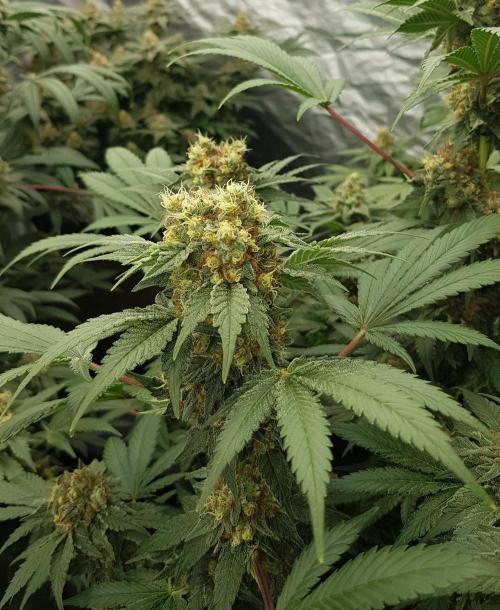 Home Of The Amnesia. Week 11