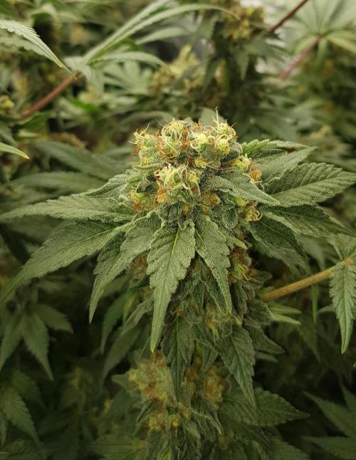 Amnesia. Week 11