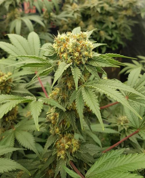 Home Of The Amnesia. Week 11