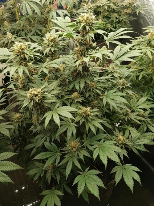 Home Of The Amnesia. Week 11