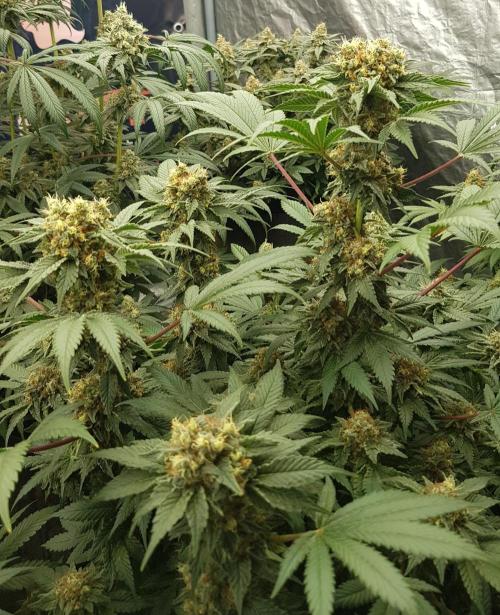 Home Of The Amnesia. Week 11