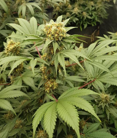 Home Of The Amnesia. Week 11