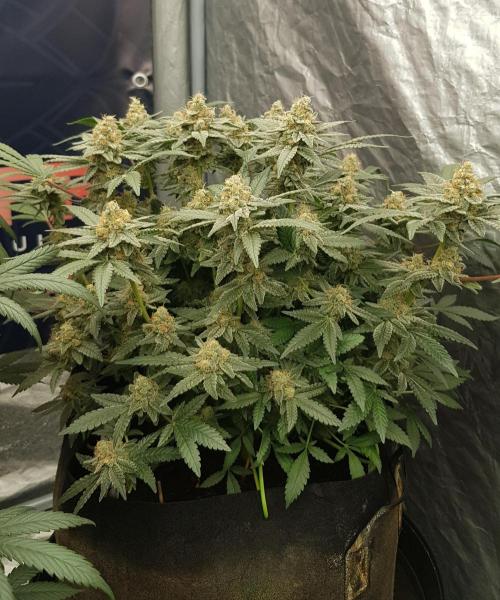 Forbiden Oreo. Week 11