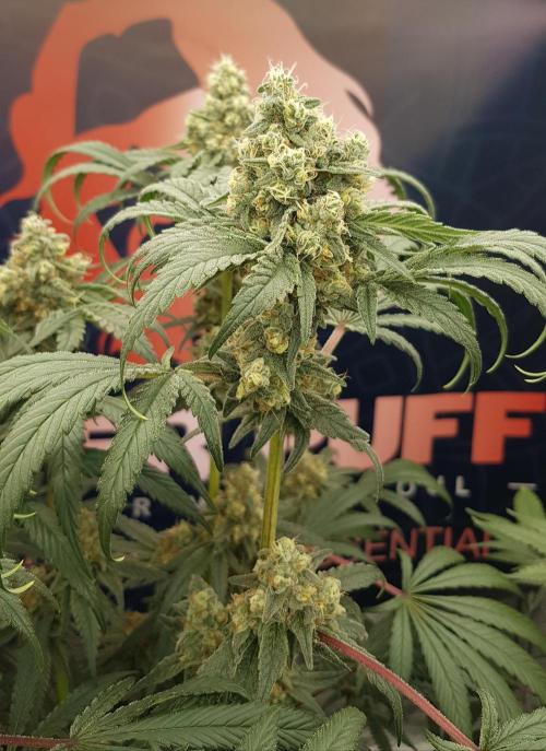 Gelato goes Pink. Week 11
