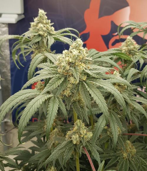 Gelato goes Pink. Week 11