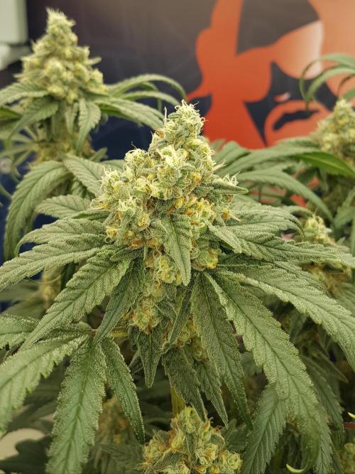 Pink Gelato. Week 11