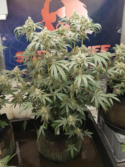 Gelato goes Pink. Week 11