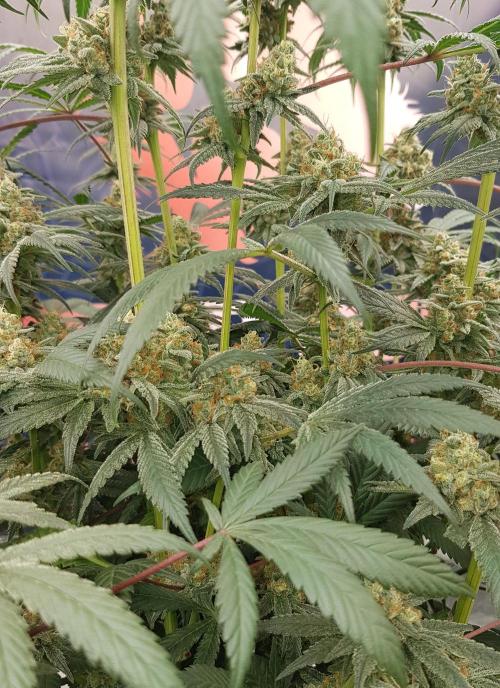 Gelato goes Pink. Week 11