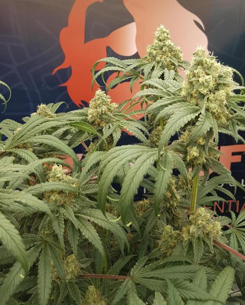 Gelato goes Pink. Week 11