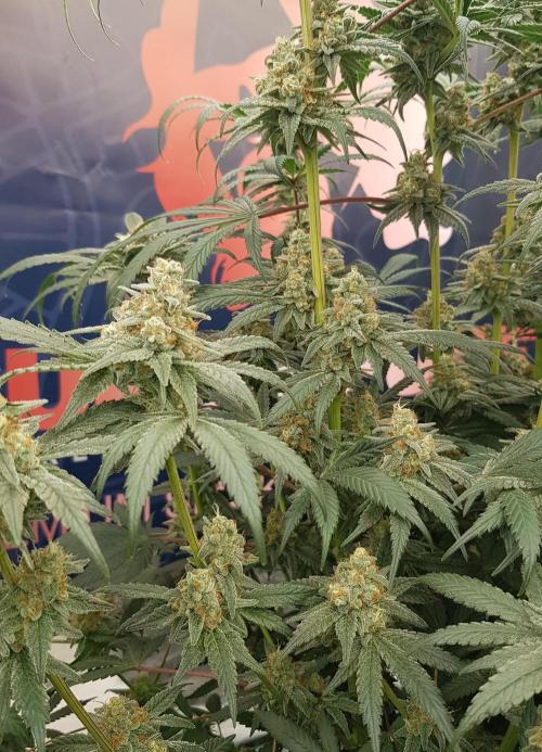 Gelato goes Pink. Week 11