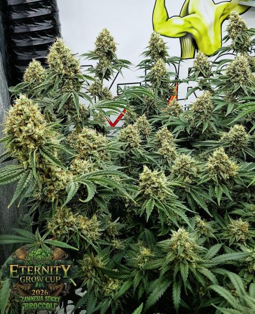 🥦Eternity Grow Cup |GGD. Week 11