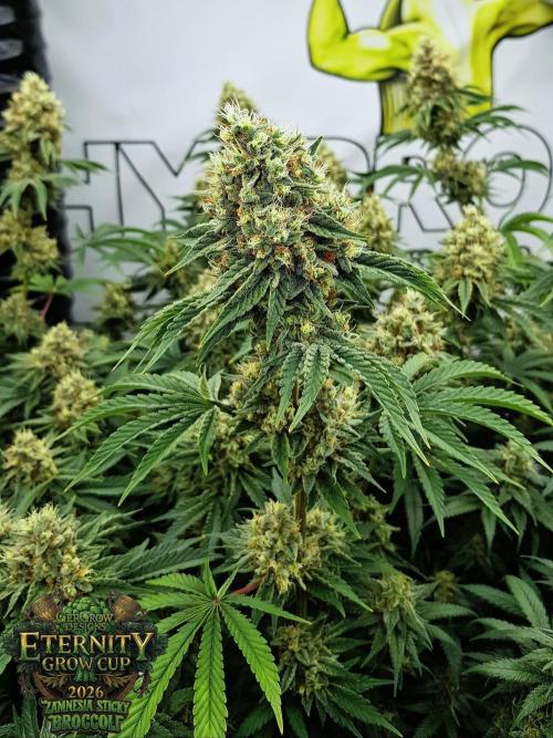 🥦Eternity Grow Cup |GGD. Week 11