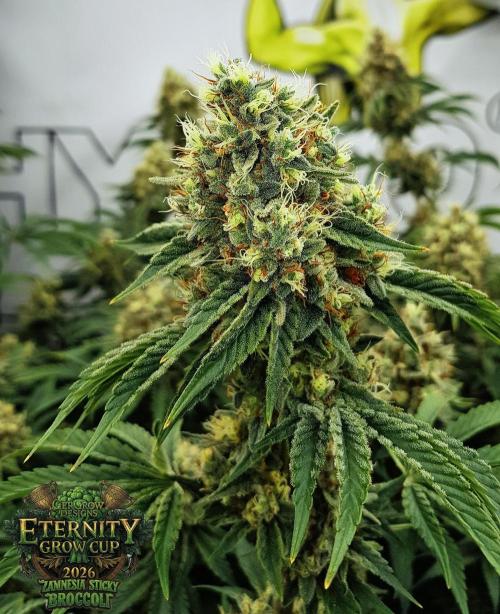 🥦Eternity Grow Cup |GGD. Week 11