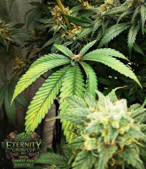 🥦Eternity Grow Cup |GGD. Week 11