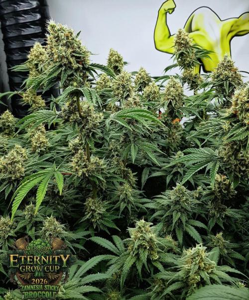 🥦Eternity Grow Cup |GGD. Week 11
