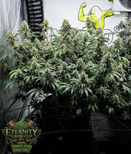 🥦Eternity Grow Cup |GGD. Week 11
