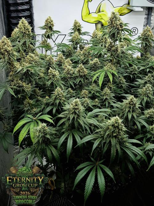 🥦Eternity Grow Cup |GGD. Week 11
