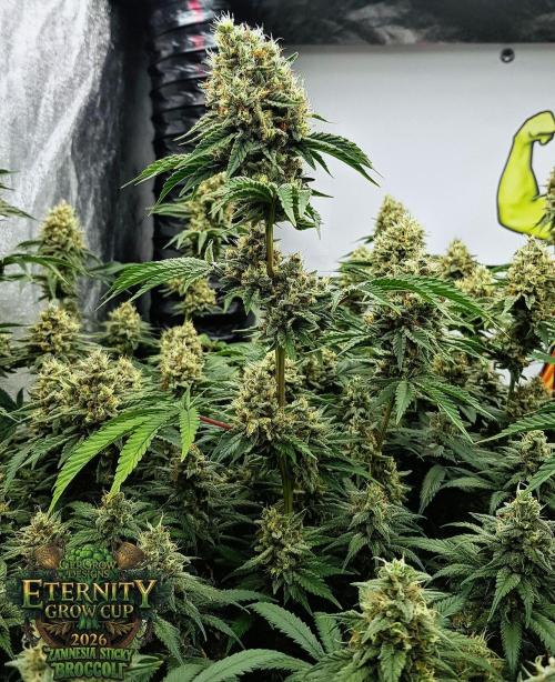 🥦Eternity Grow Cup |GGD. Week 11