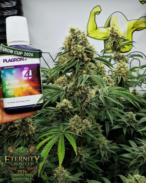 🥦Eternity Grow Cup |GGD. Week 11