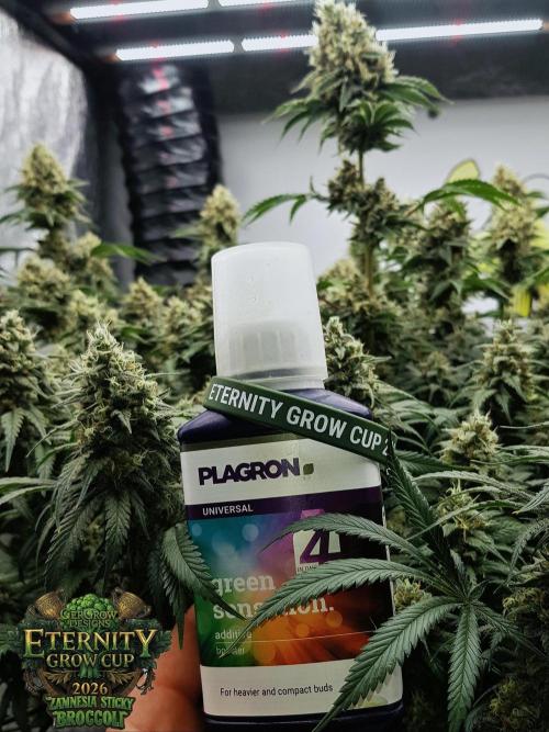 🥦Eternity Grow Cup |GGD. Week 11