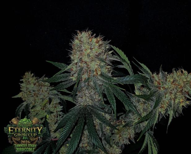 🥦Eternity Grow Cup |GGD. Week 11