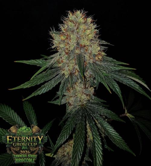 🥦Eternity Grow Cup |GGD. Week 11