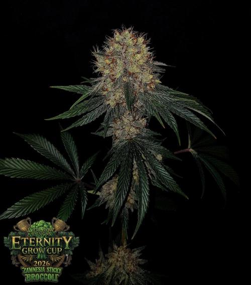 🥦Eternity Grow Cup |GGD. Week 11