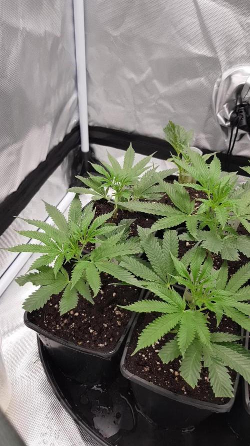 Sweet Seeds Forest #2