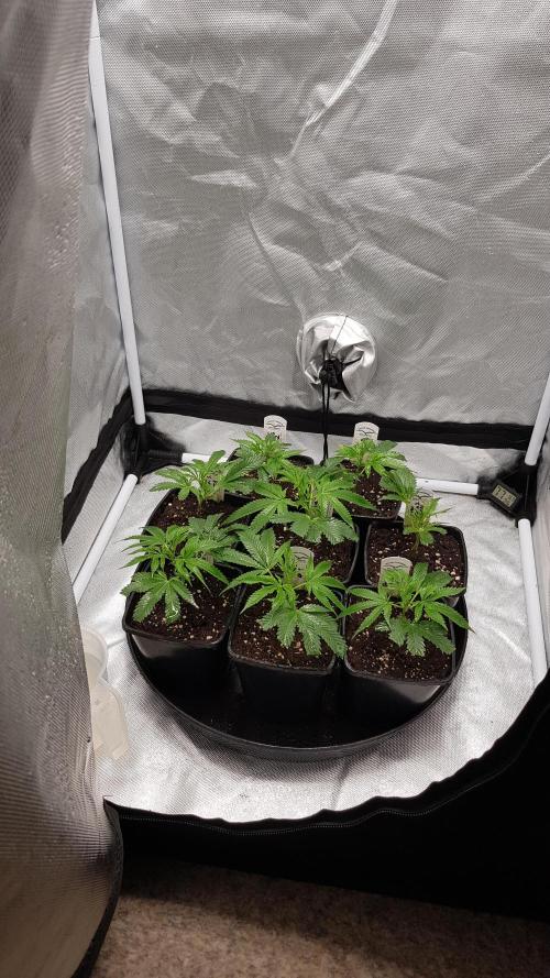 Sweet Seeds Forest #2. Week 3