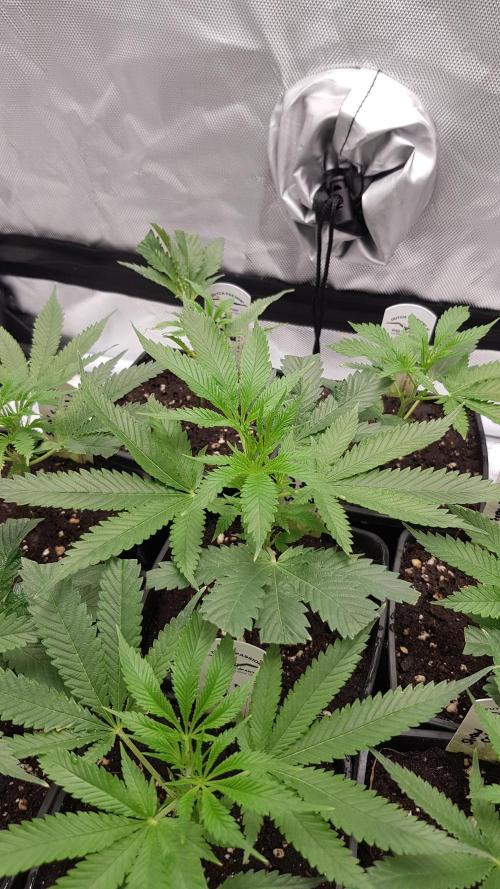 Sweet Seeds Forest #2. Week 3