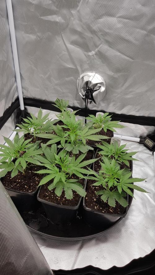 Sweet Seeds Forest #2. Week 3