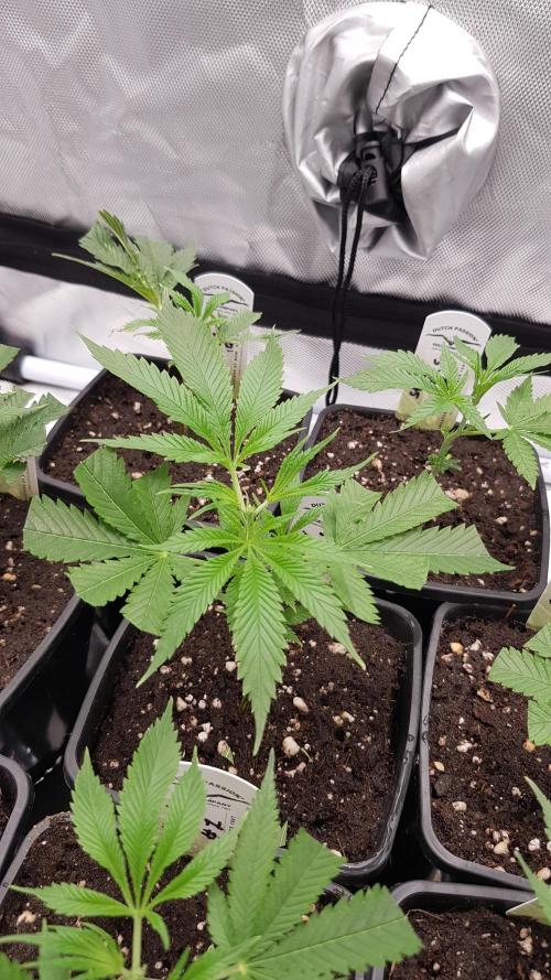 Sweet Seeds Forest #2. Week 3
