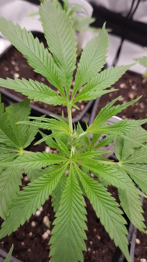 Sweet Seeds Forest #2. Week 3