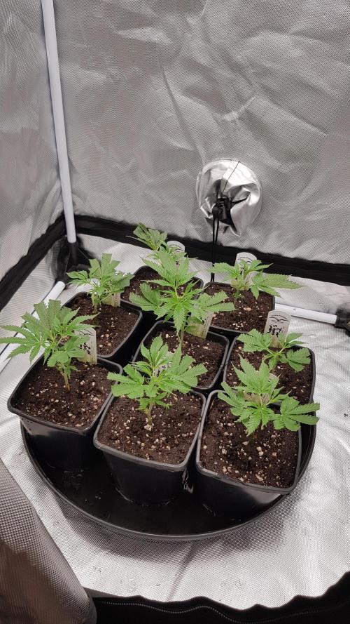 Sweet Seeds Forest #2. Week 3