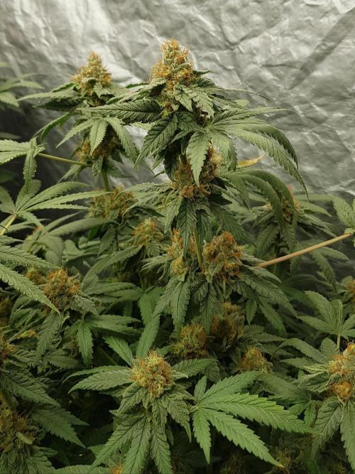 Breeding Special. Week 12