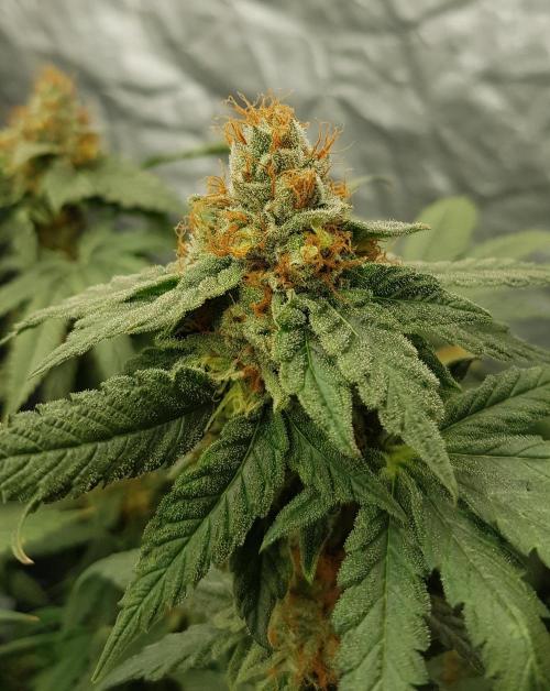 Breeding Special. Week 12