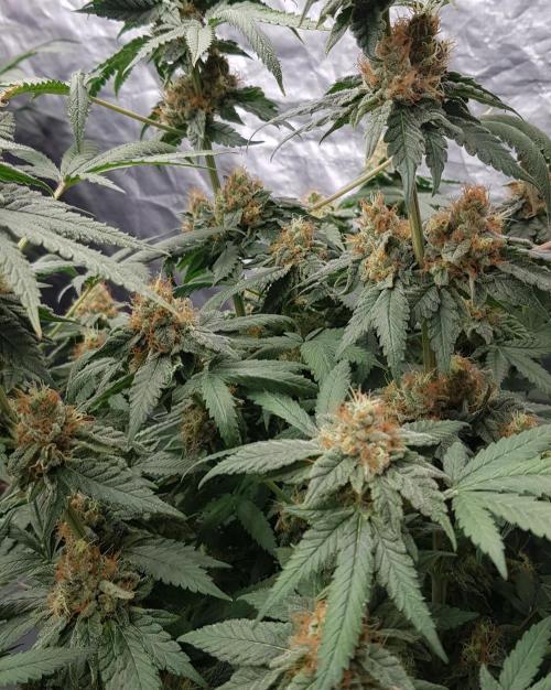 Breeding Special. Week 12