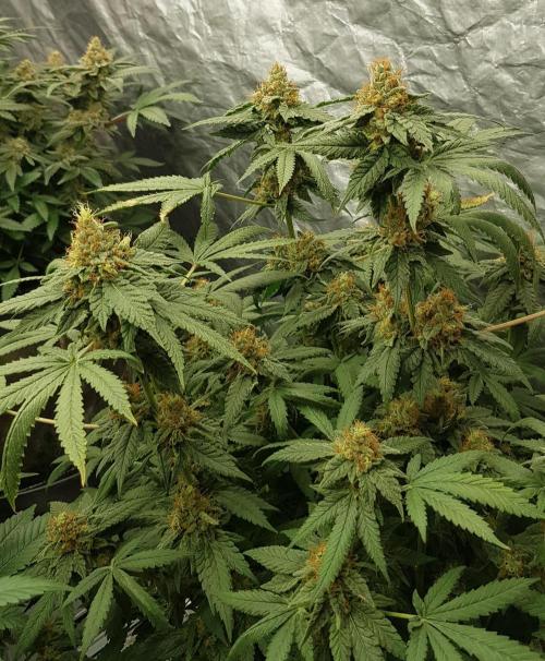 Breeding Special. Week 12