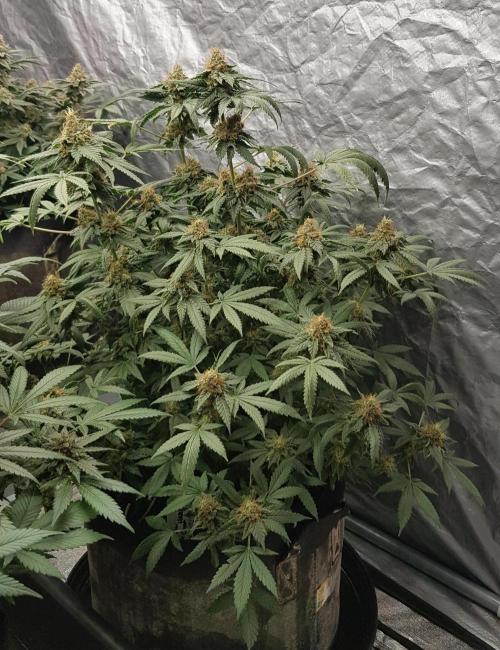 Breeding Special. Week 12