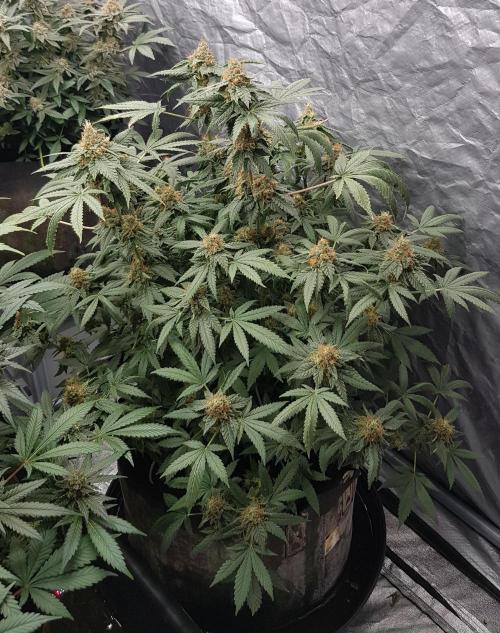 Breeding Special. Week 12