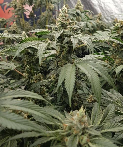 NEW BioBoost Seeds. Week 12