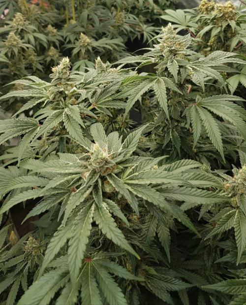 NEW BioBoost Seeds. Week 12