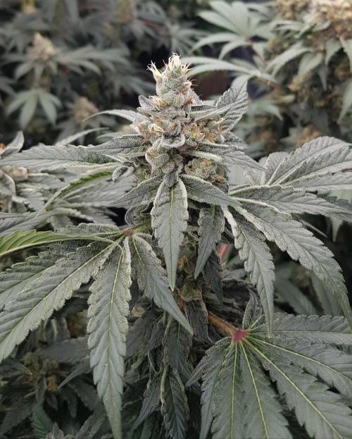 NEW BioBoost Seeds. Week 12