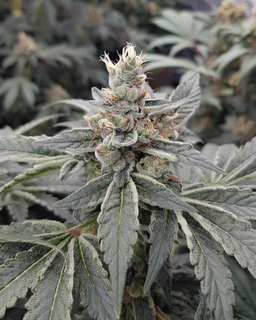 NEW BioBoost Seeds. Week 12