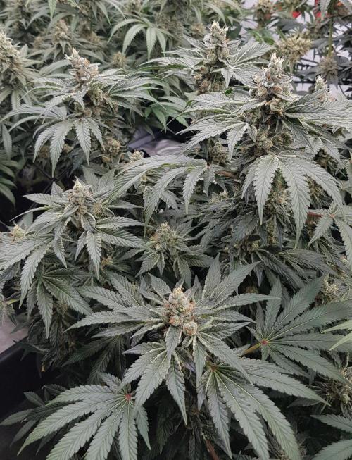 NEW BioBoost Seeds. Week 12