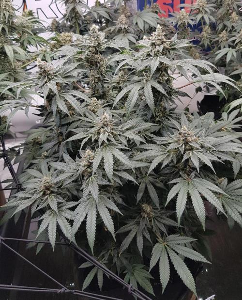 NEW BioBoost Seeds. Week 12