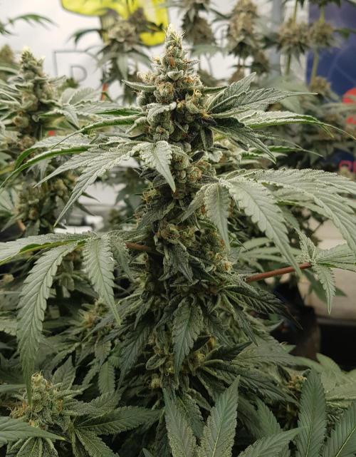 NEW BioBoost Seeds. Week 12
