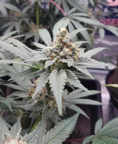 Amnesia. Week 12